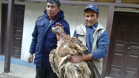 पन्छी संरक्षक गोविन्दले खु्ट्टा भाँचिएको हिमाली गिद्धको उपचार यसरी गरे