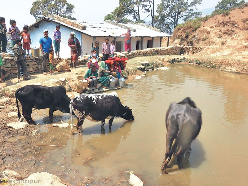 आहालकै पानी पिउँछन् जुरेलीवासी