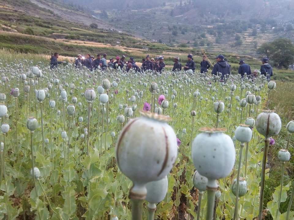 अन्न लगाउने जग्गामा आगु औषधको खेति