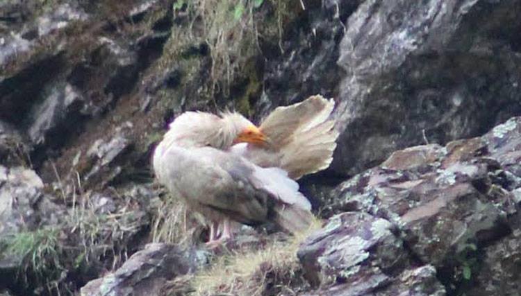विश्वमै दुर्लभ सेतो गिद्ध नेपालमा भेटियो
