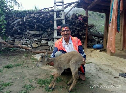 भिरमा लड्दै गरेको संरक्षित वन्यजन्तु घोरलको जिवितै उद्दार