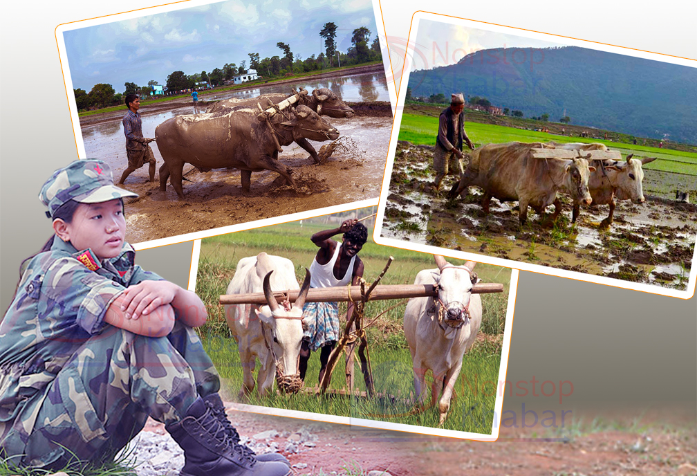 भूमी, राजनीति र माओवादी