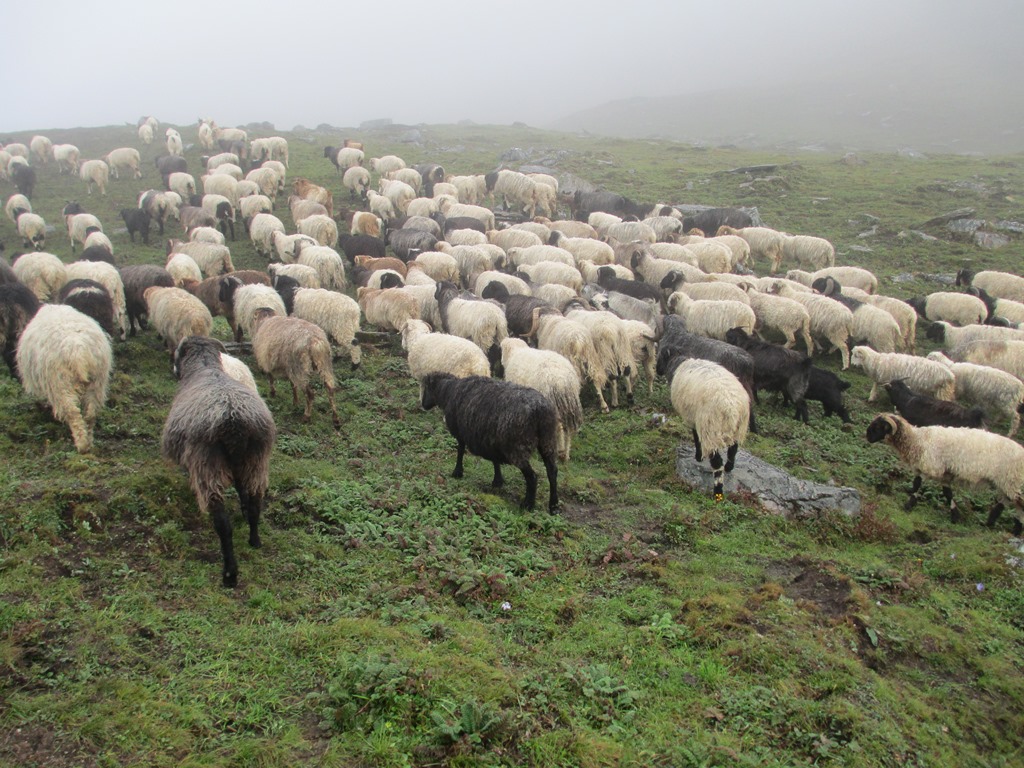 दुर्लभ रेडपाण्डा गन्तव्य जाजरकोट