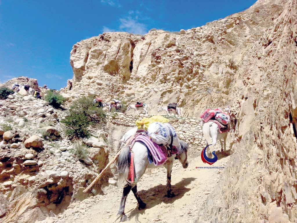 उपल्लो डोल्पाको चामल दुई वर्षदेखि काठमाडौंमै स् डोल्पावासी प्रतिकेजी २५० रुपैयाँको चामल खान बाध्य