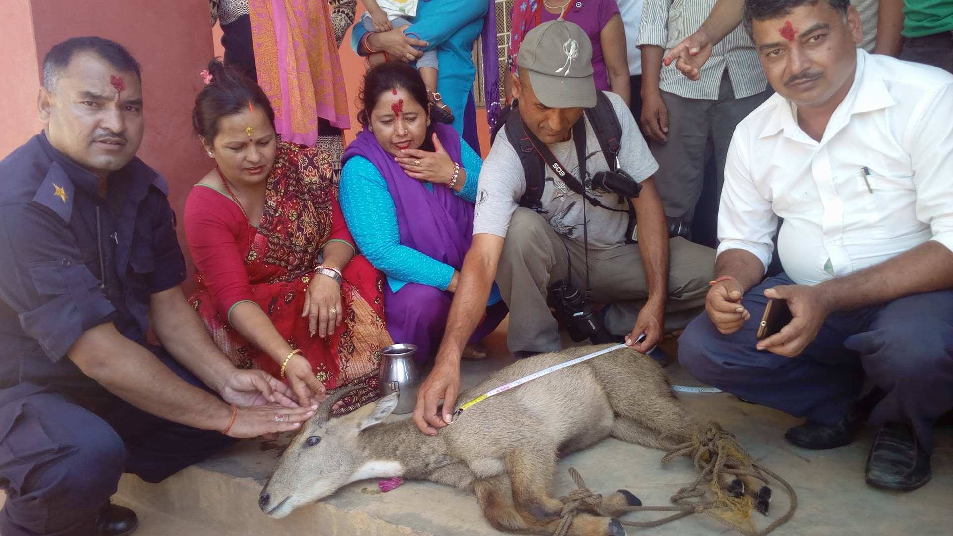 सडकमा भेटिएको घोरल जंगलमा छोडियो