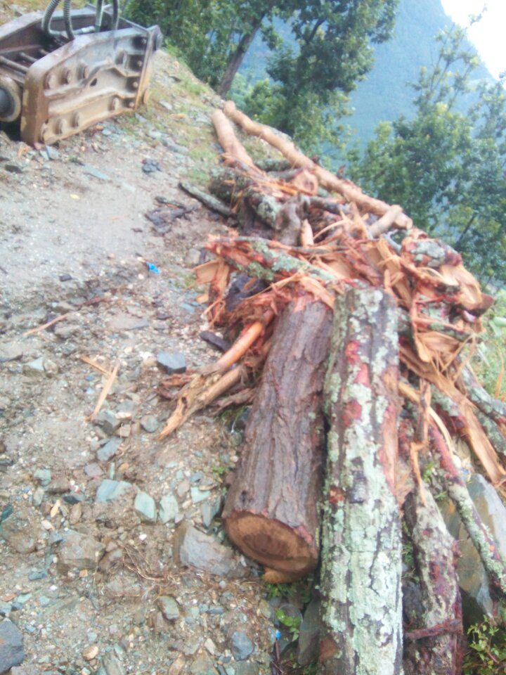 सडक ग्राभेल गर्दा  सालका रुखहरु जथाभावी काटिएको स्थानीयको गुनासो