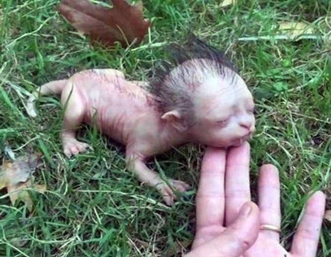 भाइरल भइरहेछ मानव अनुहार भएको बिरालोको तस्बिर, पुलिसले बताए वास्तविकता