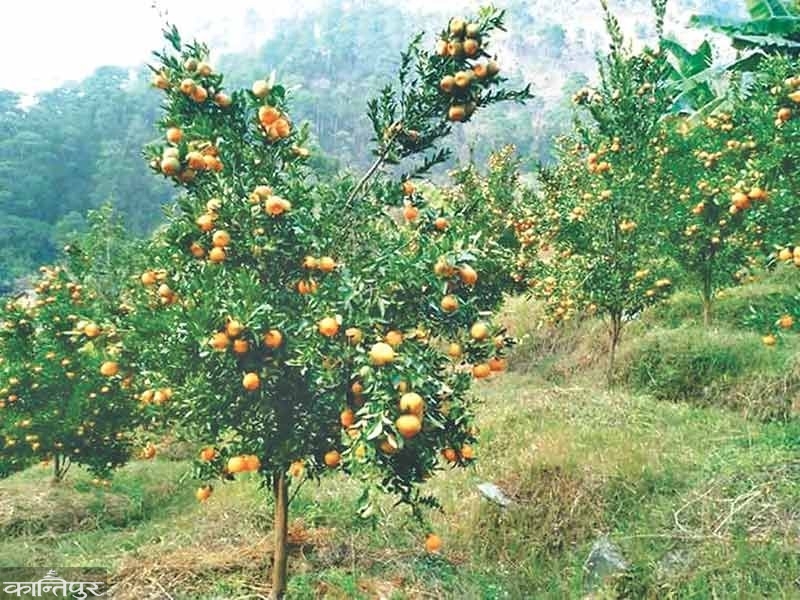 सुन्तला जोन बन्दै जाजरकोट