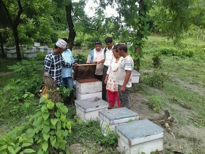बढ्दो चिसो र सितलहरका कारण मौरी मर्न थाले पछि सर्लाहीका मौरी किसानहरु चिन्तीत