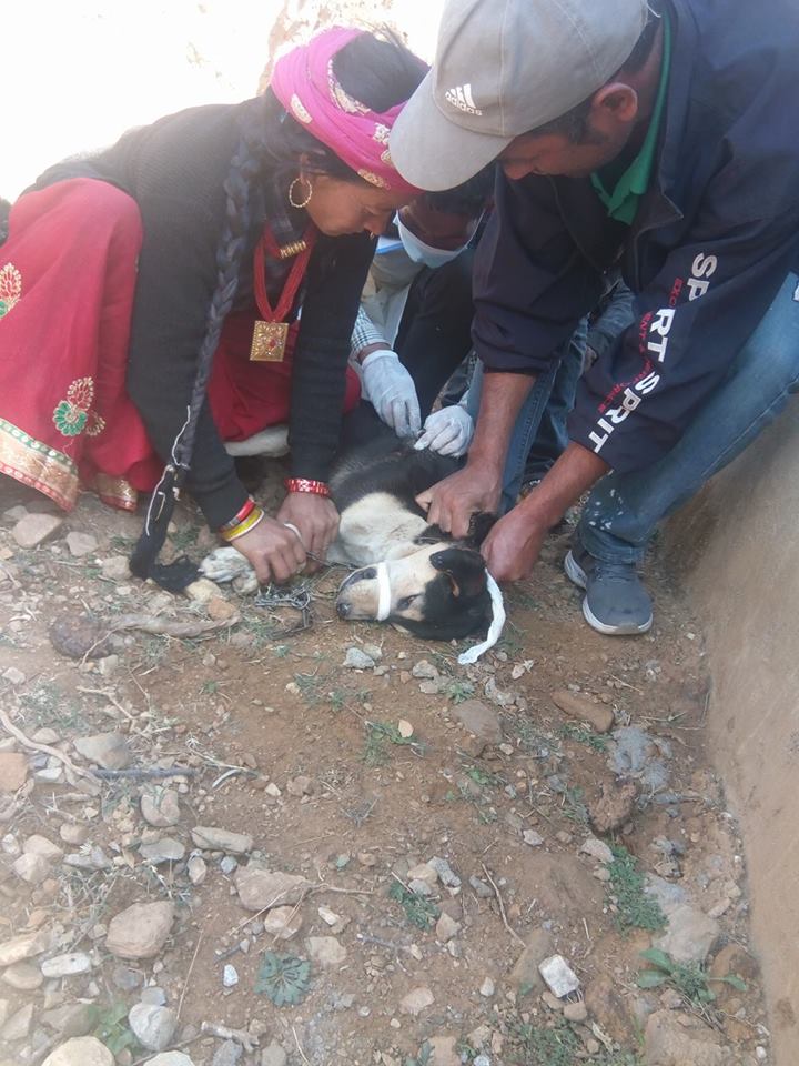 कुकुरलाई रेविज बाट जोगाउँन भ्याक्सिन