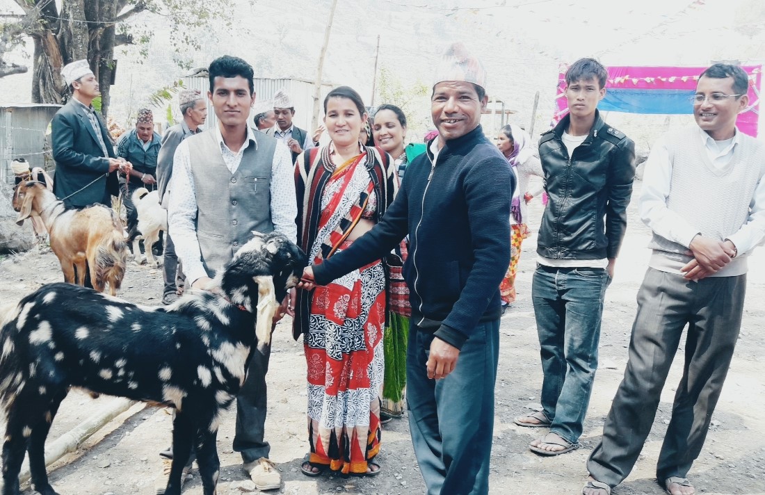 उन्नत जातको बोका ,बाख्रा वितरण