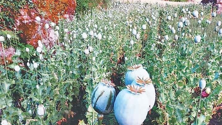 मौलायो अफिम खेती