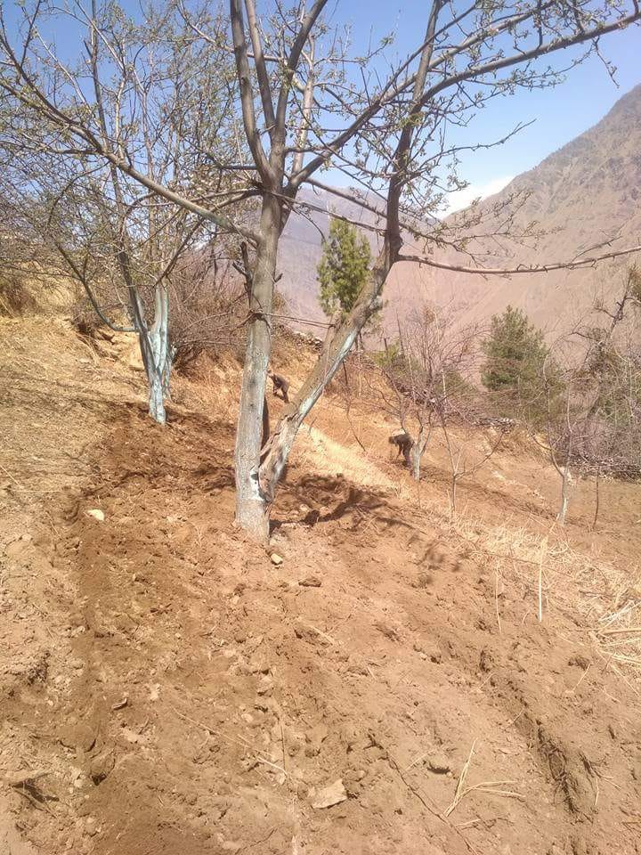 स्याउँखेतीमा आकर्षशीत हुदै कृर्षक, डोल्पामा ७३ हजार स्याउँका विरुवा वितरण