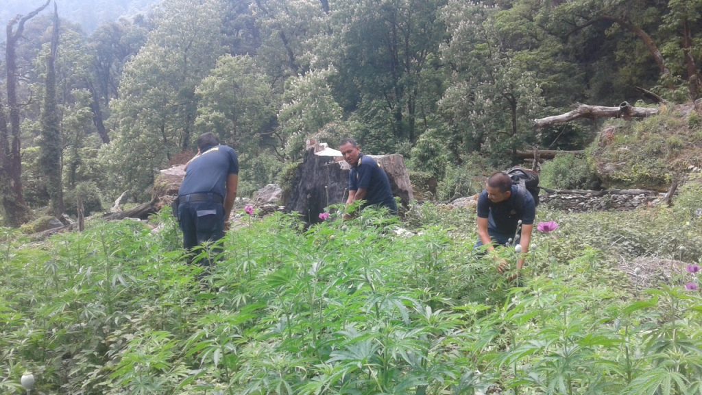 नलगाड नगरपालिका वडा नं १३ स्थित कटेरे लेखमा प्रहरीले अफिम नष्ट गदै (फोटो)