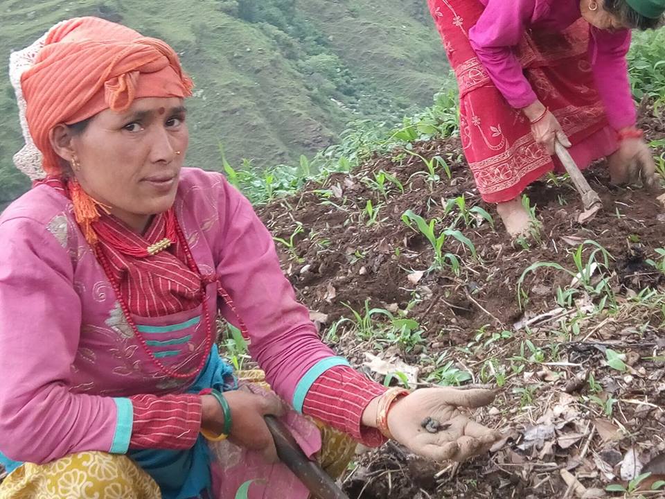 जाजरकोट रामीडाडाका स्थानीयको मकै किराले काटेपछिको पिडा फोटो फिचर