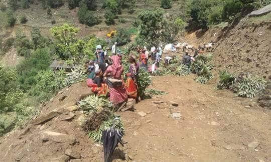 अलैचि को बिरुवा रोपियो