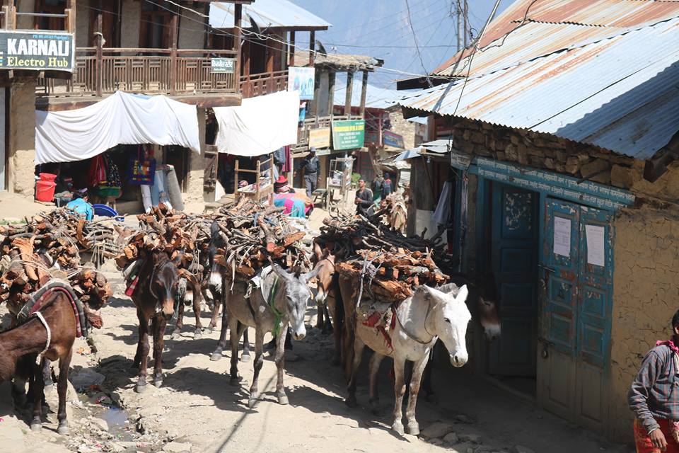 सदरमुकाममा दाउरा अभाव, एक भारीको ७ सयसम्म