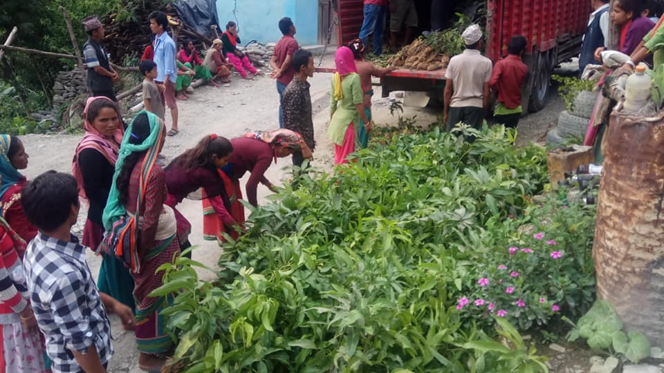 फलफुलका विरुवा मारेपछि विकासबाट वन्चित