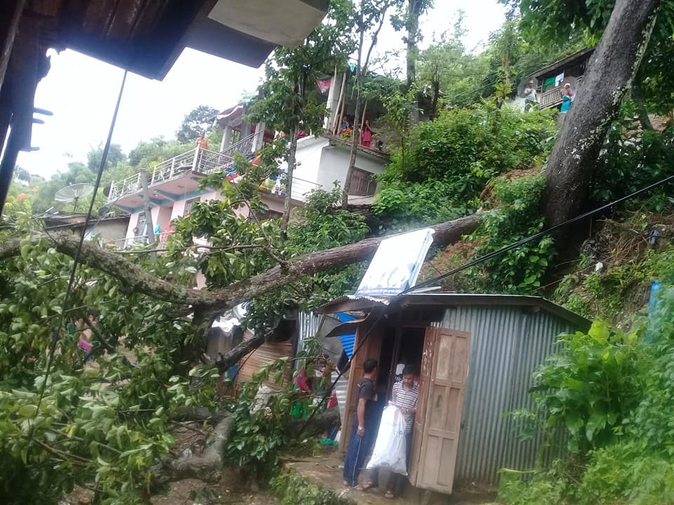 घुम्ती पसलमा रुख ढल्दा