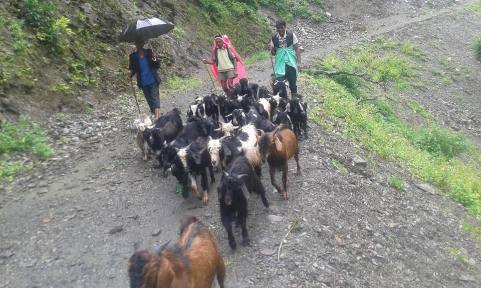 पशु उपचारदेखि चरनमा समेत कर