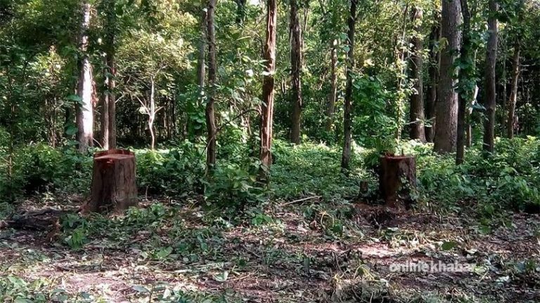 सकिँदै वन क्षेत्र, १६ हजार हेक्टर विकास निर्माणको प्रायोजनमा प्रयोग