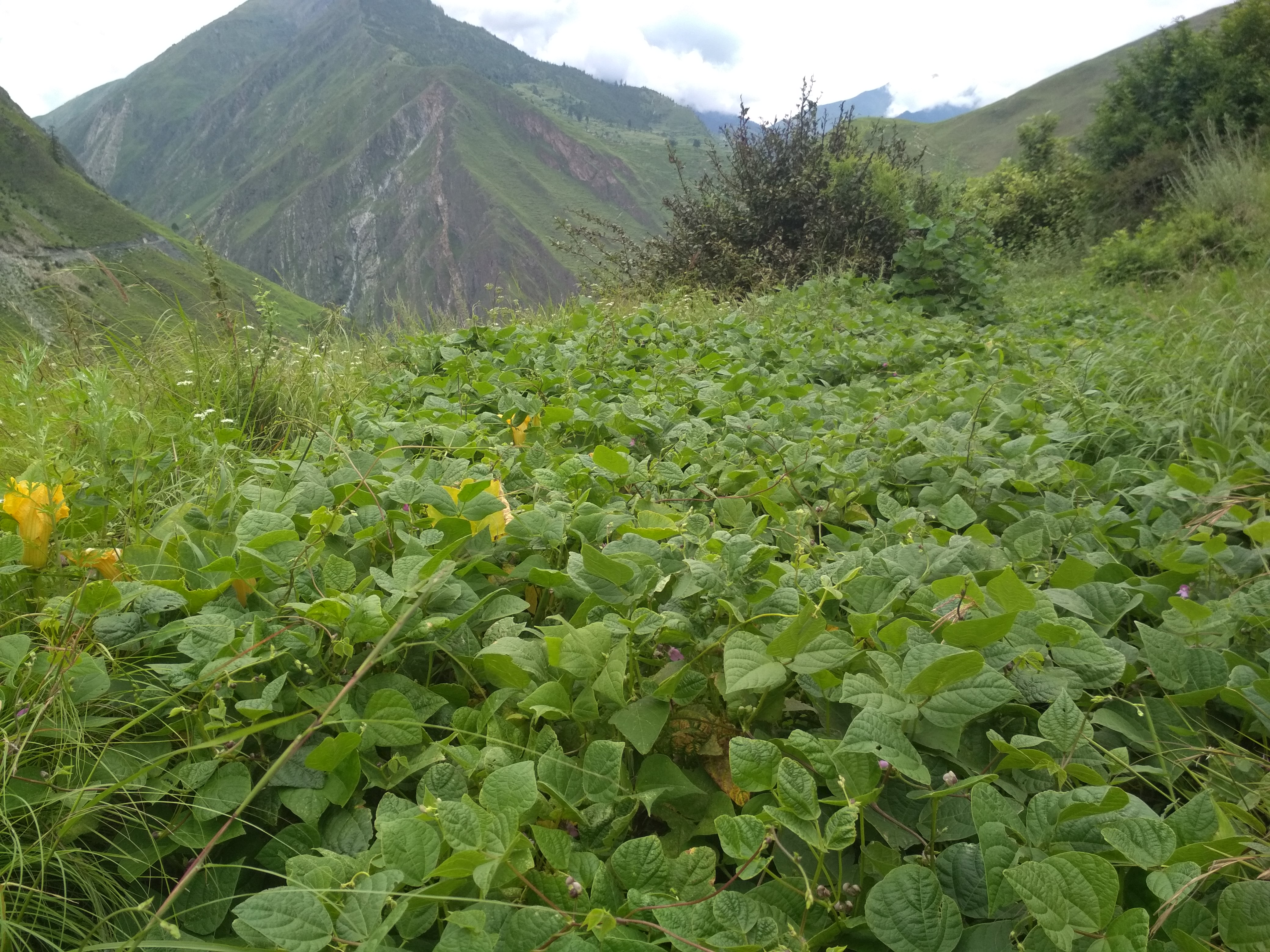 समाज बोटमै कुहिन थाल्यो सिमी