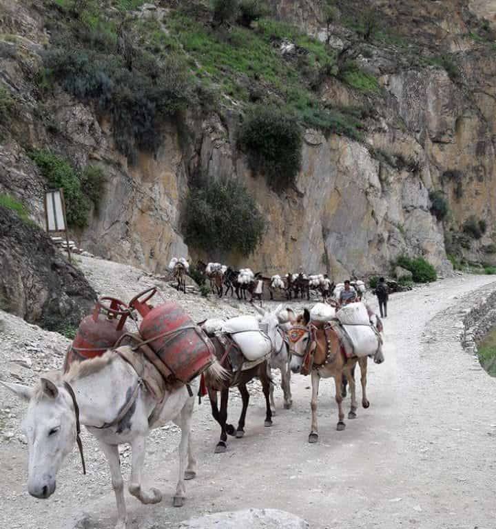 यार्सा बेच्न तिब्बती हाट , संकलनस्थलमा राम्रो भाउ नपाएको भन्दै तिब्बत जान थाले