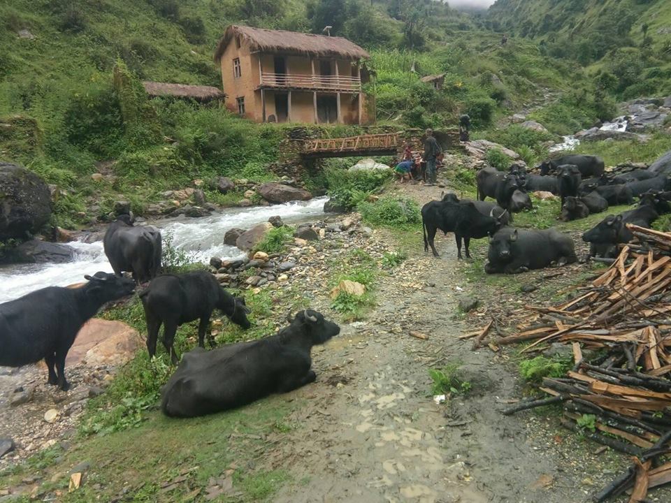 धौलाकोटमा थकान मार्दे भैसी र गोठालाहरु