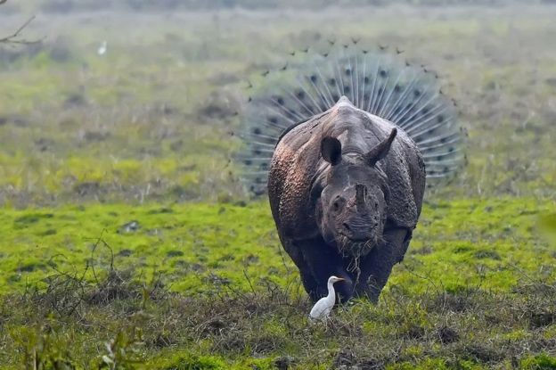 जनावरले पनि गर्छन् कमेडी, यी ११ तस्बिर हुन् प्रमाण