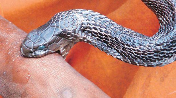 सर्पले महिलालाई टोक्यो, महिलाले सर्पलाईः दुबैको मृत्यु
