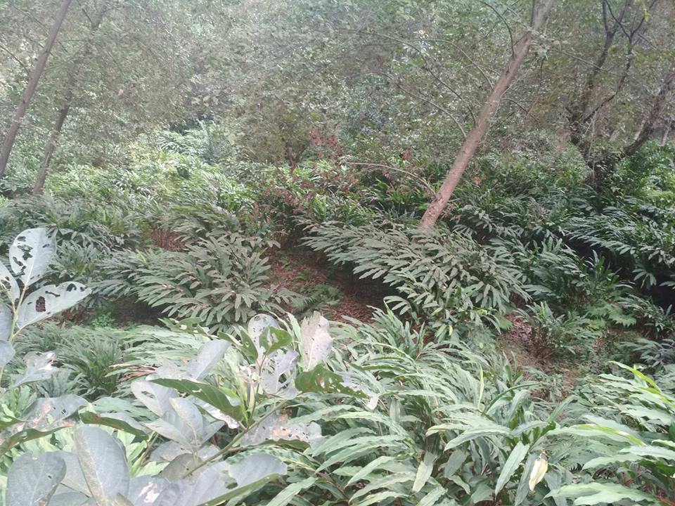पचास रोपनीमा अलैँचीखेती