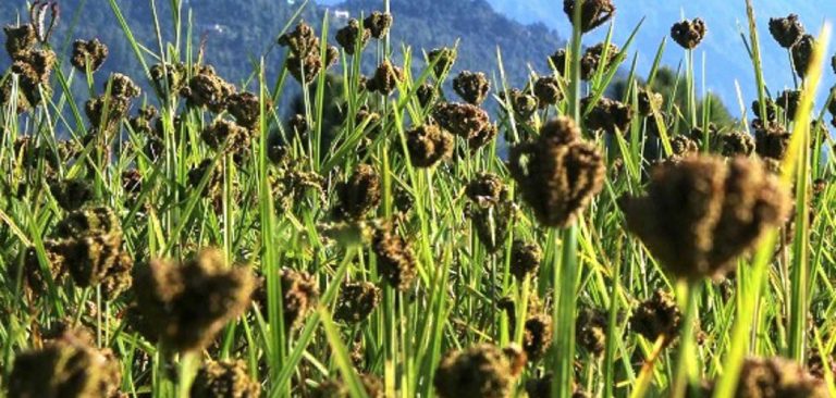 कोदो फलाए पुरस्कार दिइने