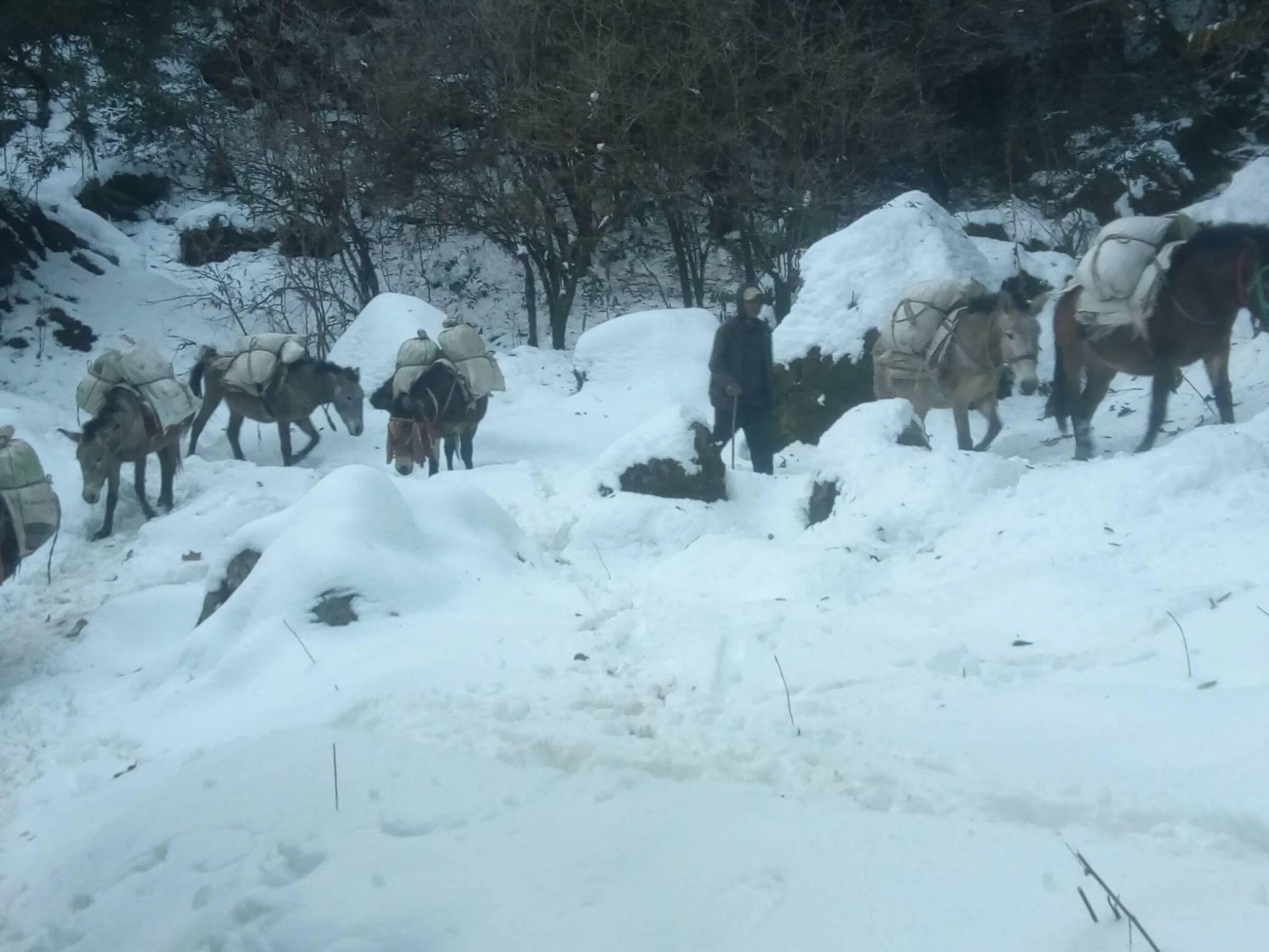 डोल्पाको चलानी पुर्जीको भरमा जाजरकोटको जडिवुटी तस्करी