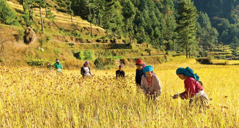 बर्षेनी कोदोको उत्पादन घट्यो