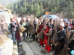 बाउन्न हजार स्याउका विरुवा किसानलाइ वितरण