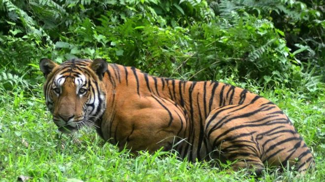 बाघ र अर्नाको सङ्ख्यामा दोब्बरले वृद्धि