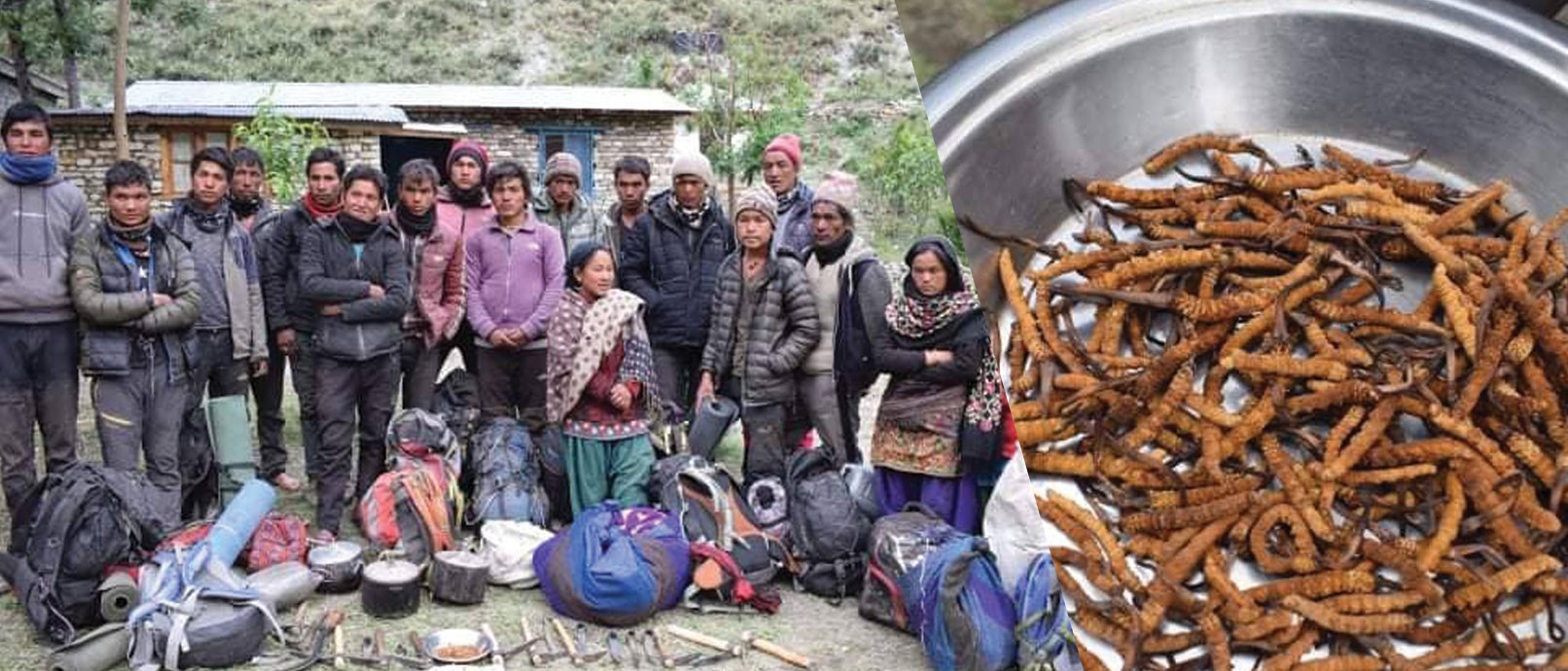 यार्सागुम्वा चोरीको आरोपमा दर्जन बढी पक्राउ