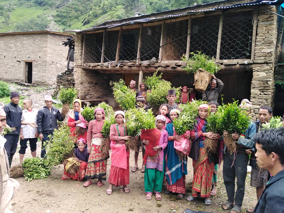 विपन्न परिवारले पाए १० हजार फलफूलका बिरुवा