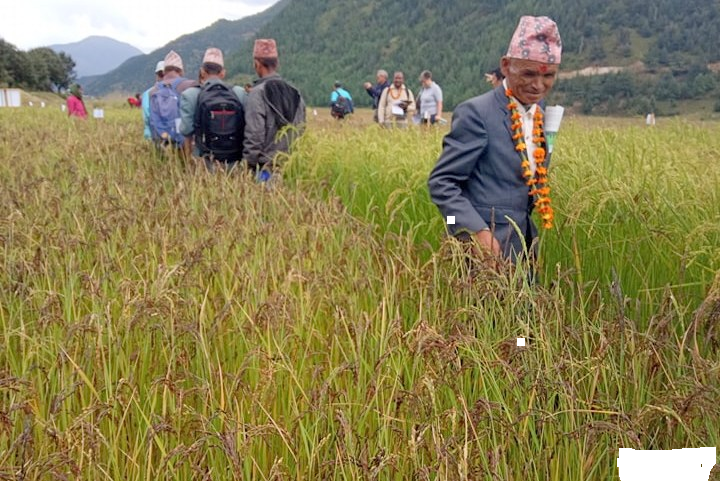 मार्सीधानको अनुसन्धान गर्न जुम्ला पुग्यो विज्ञ टोली
