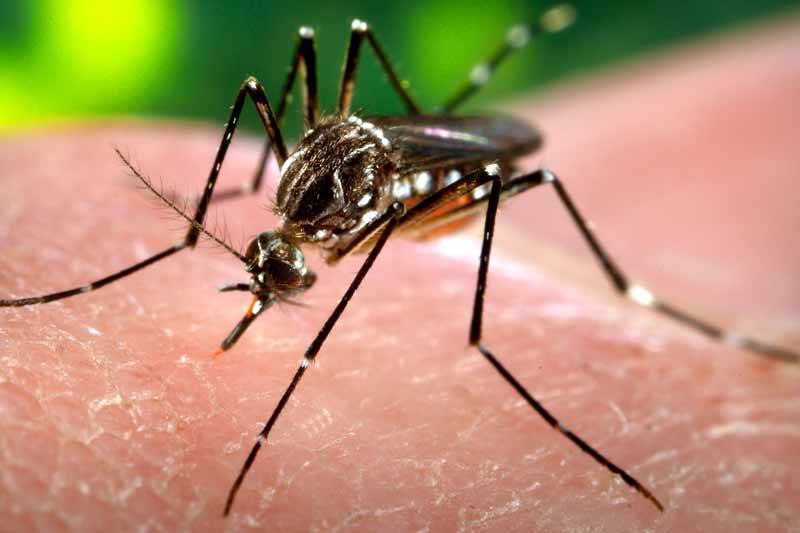 कर्णालीमा ६ जना डेंगुबाट संक्रमित