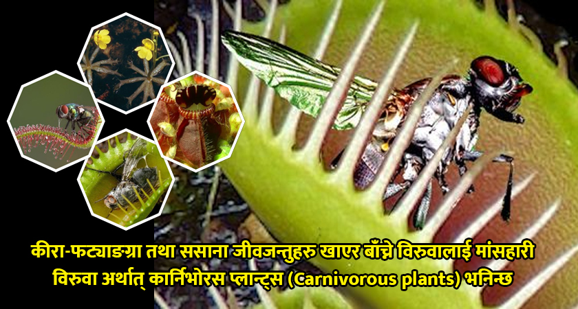 जनावरहरुले जस्तै विरुवाले पनि कीरा खान्छ भन्ने सुन्दा हामीलाई अचम्म पनि लाग्न सक्छ