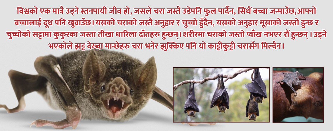 के मान्छेको मात्रै रगत खाएर बाँच्ने चमेरो हुन्छ ?