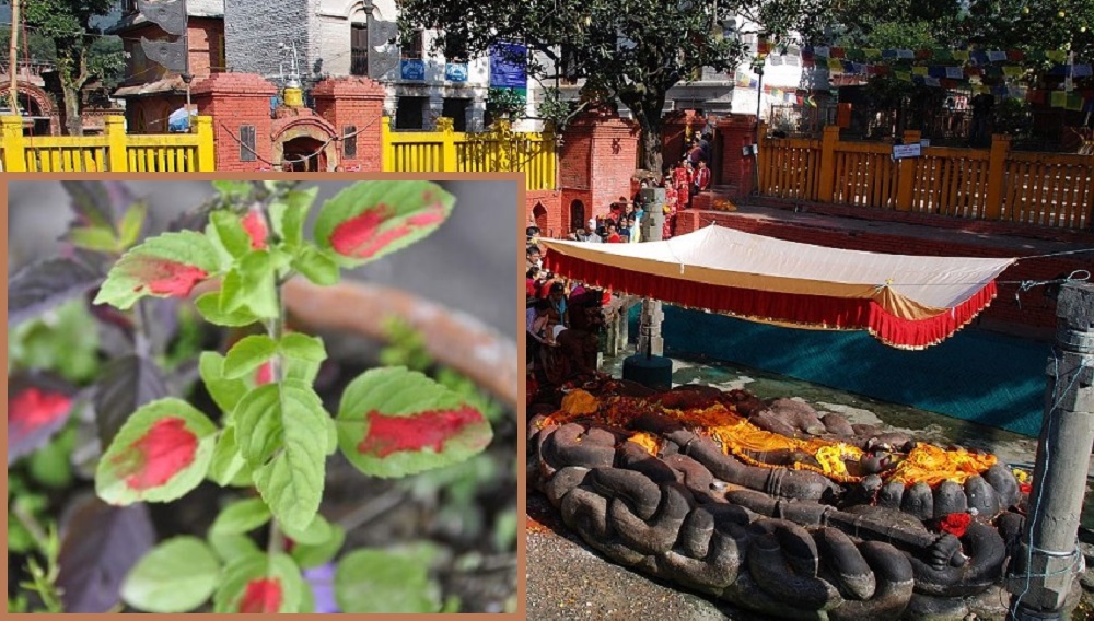 हरिबोधिनी एकादशी : तुलसीसँग भगवान विष्णुको विवाह !