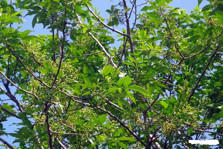 सल्यानबाट २० करोडको जडीबुटी निकासी