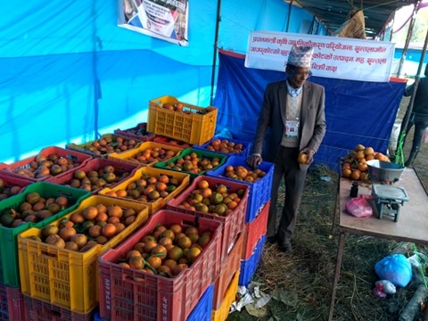 जाजरकोटका शक्तिको सुन्तला पहिलो