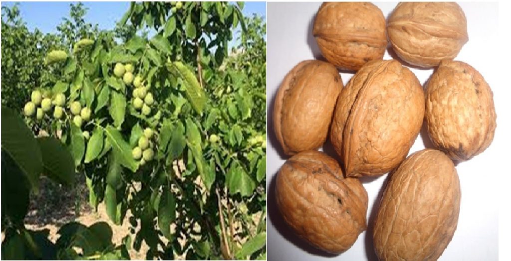 बाँझो जग्गामा हराभरा चाङदलर ओखर