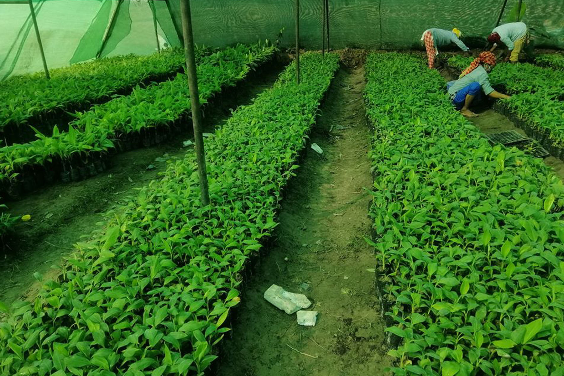 केराको बेर्ना