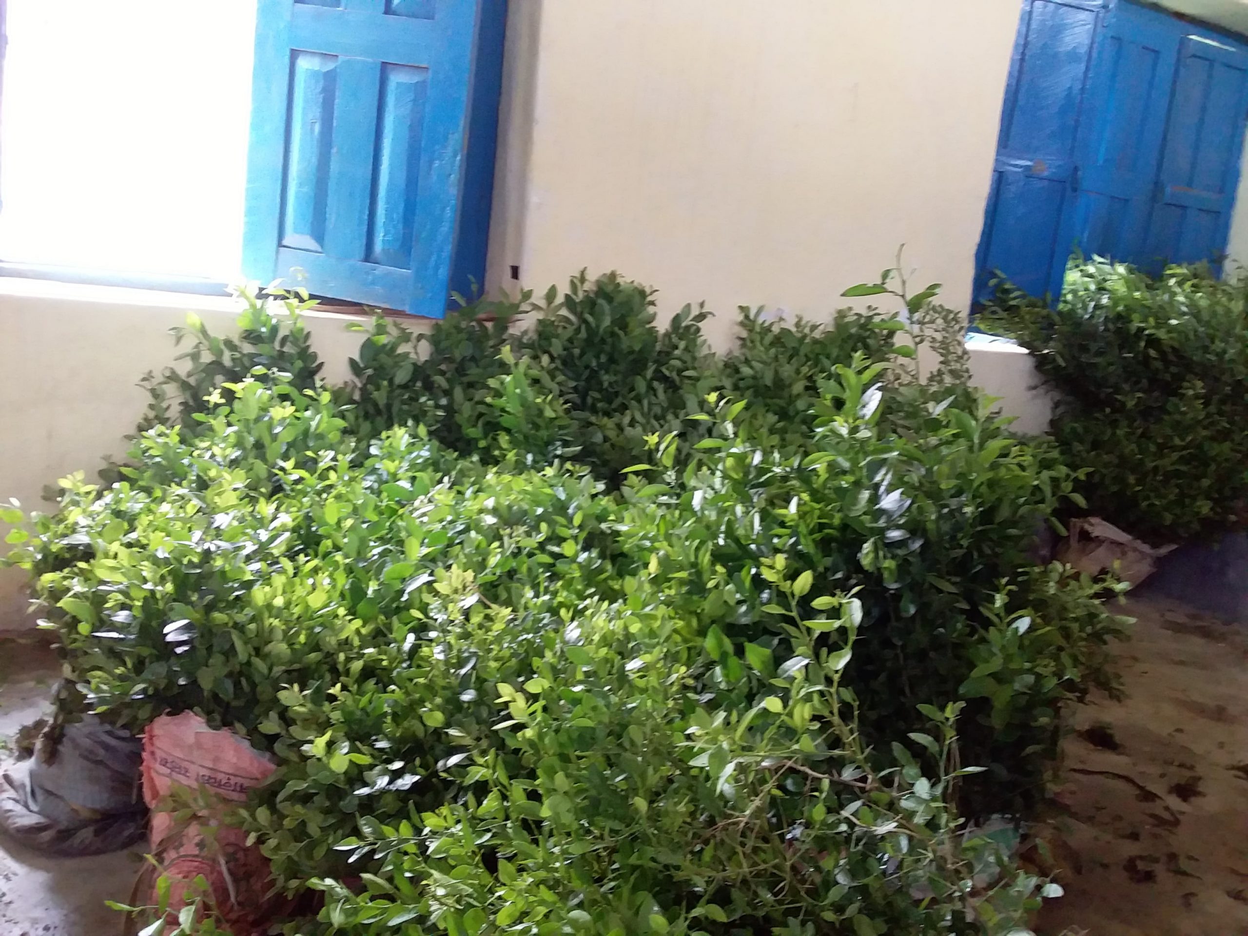 पाल्पाका स्थानीय तह ःफलफुलका विरुवा रोपणमा प्राथमिकता दिदै