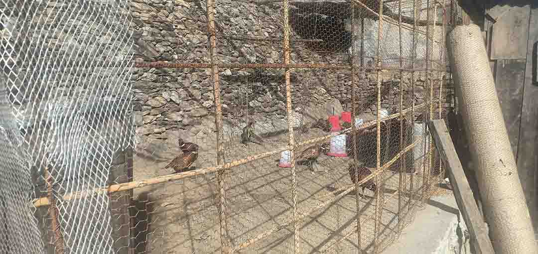 डोल्पामा पहिलो पटक कालिज पालन सुरु