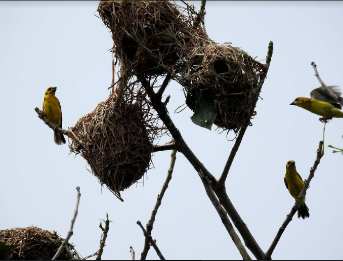 विश्वमै दुर्लभ सुनौलो तोप चरा शुक्लाफाँटामा